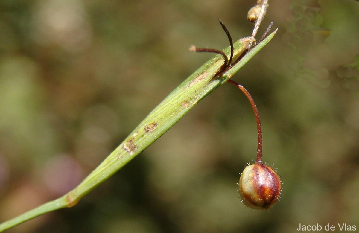 Sisyrinchium micranthum Cav.